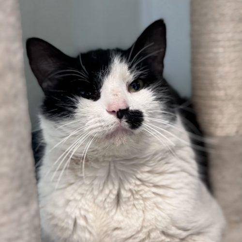Johnny Weir, Adoptable, Adult Male Domestic Short Hair.