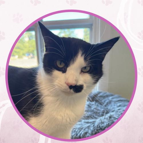 Johnny Weir, Adoptable, Adult Male Domestic Short Hair.