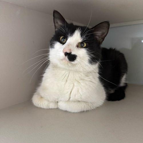 Enlarge Johnny Weir, a Adoptable Domestic Short Hair in Toms River, NJ image 4/6