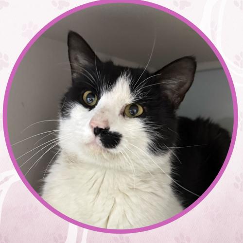 Enlarge Johnny Weir, a Adoptable Domestic Short Hair in Toms River, NJ image 5/6