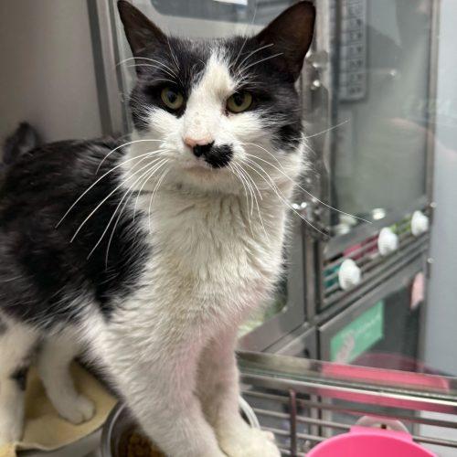 Enlarge Johnny Weir, a Adoptable Domestic Short Hair in Toms River, NJ image 6/6