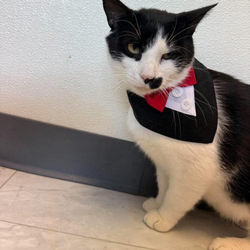 Enlarge Johnny Weir, a Adoptable Domestic Short Hair in Toms River, NJ image 6/6