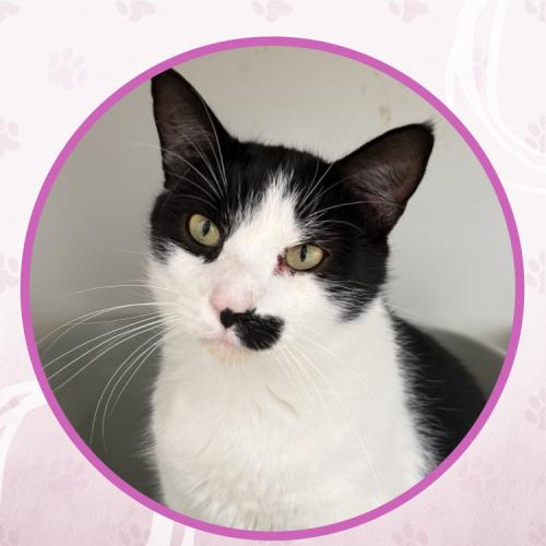 Enlarge Johnny Weir, a Adoptable Domestic Short Hair in Toms River, NJ image 5/5