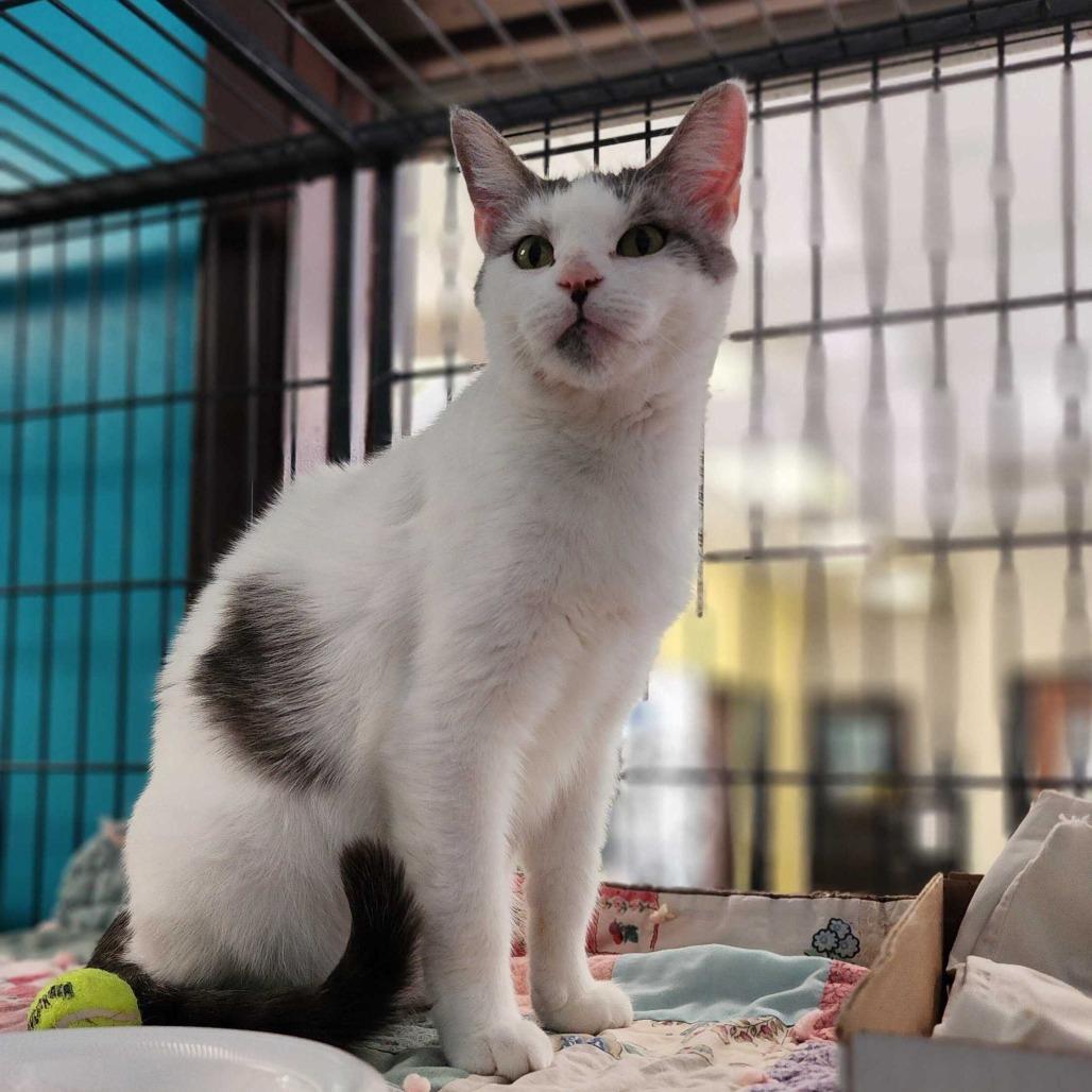 Sniffles, Adoptable, Adult Female Domestic Short Hair.