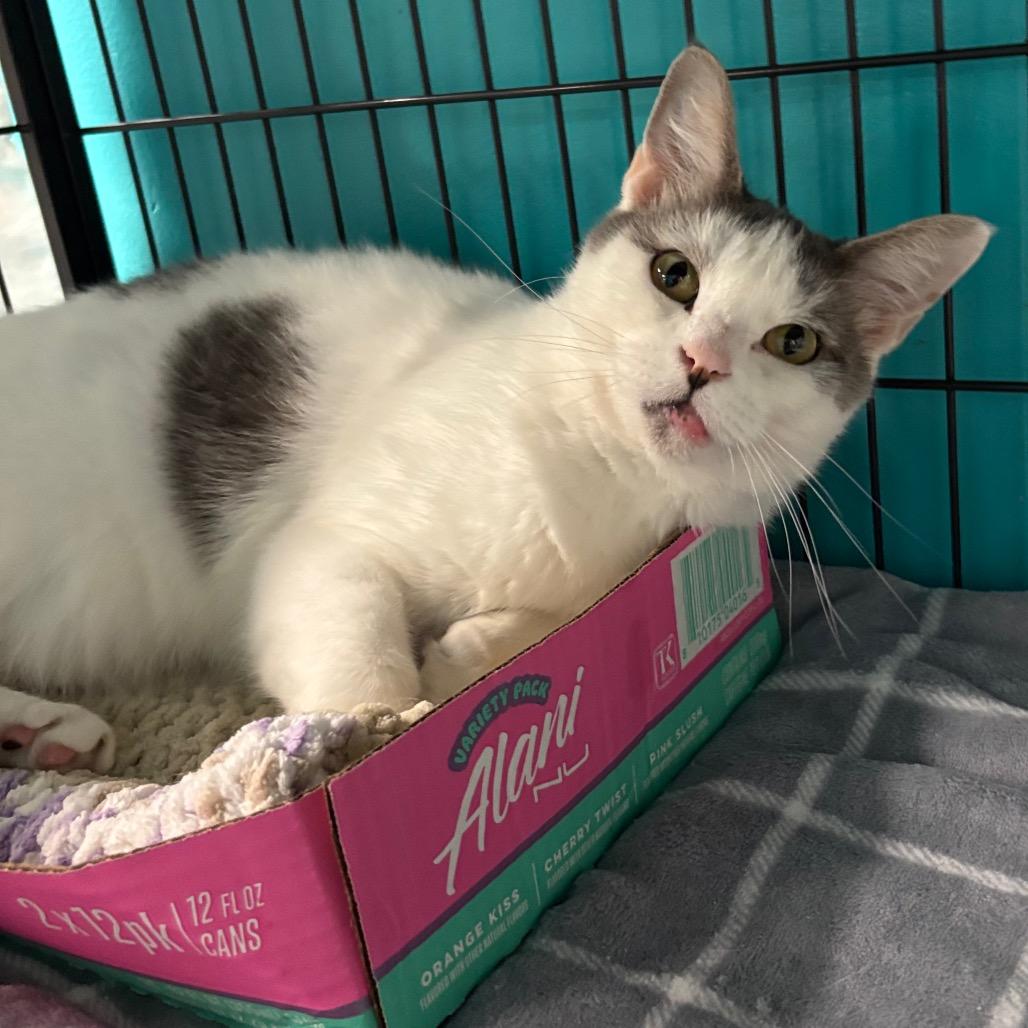 Enlarge Sniffles, a Adoptable Domestic Short Hair in Davenport, IA image 2/6