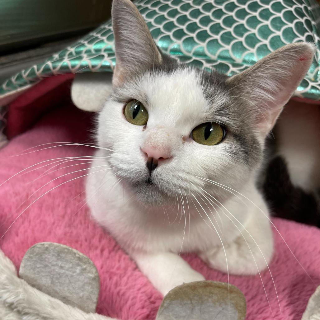 Enlarge Sniffles, a Adoptable Domestic Short Hair in Davenport, IA image 3/6