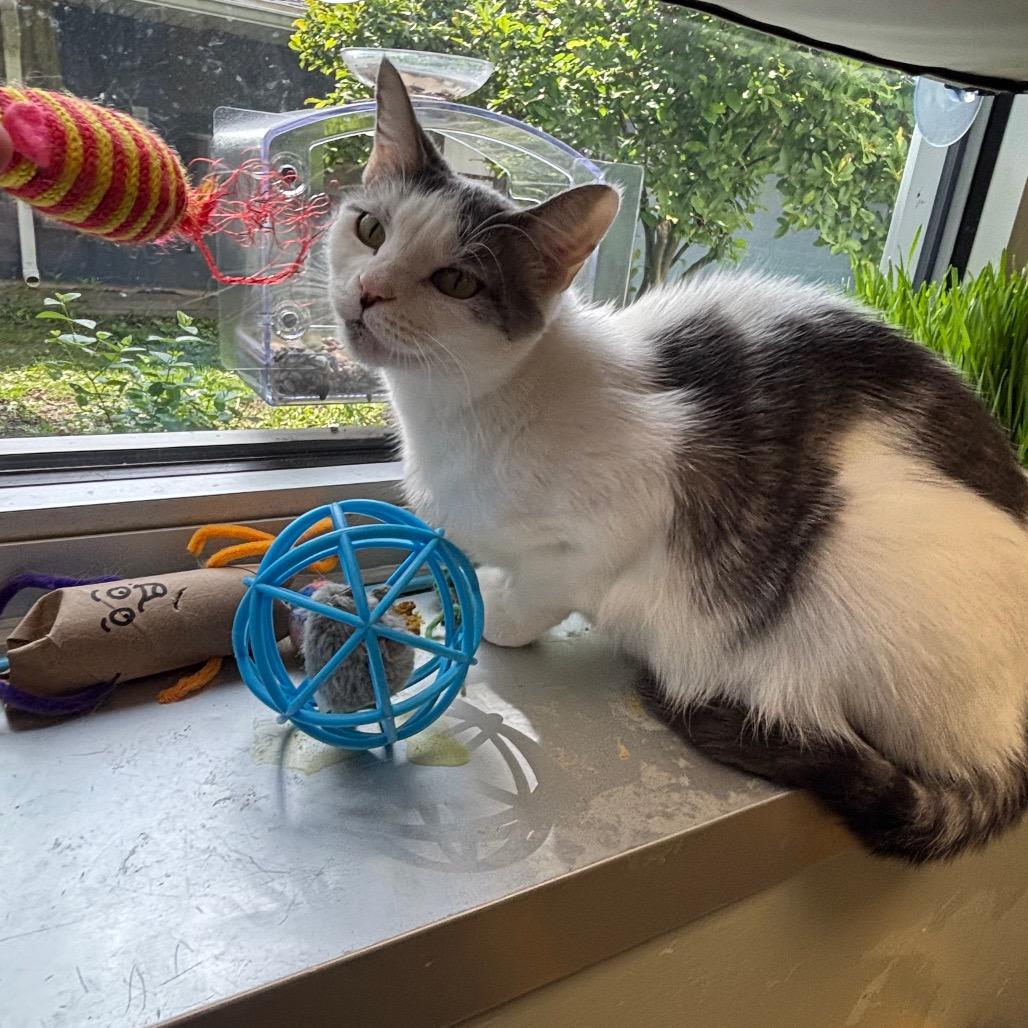 Enlarge Sniffles, a Adoptable Domestic Short Hair in Davenport, IA image 4/6