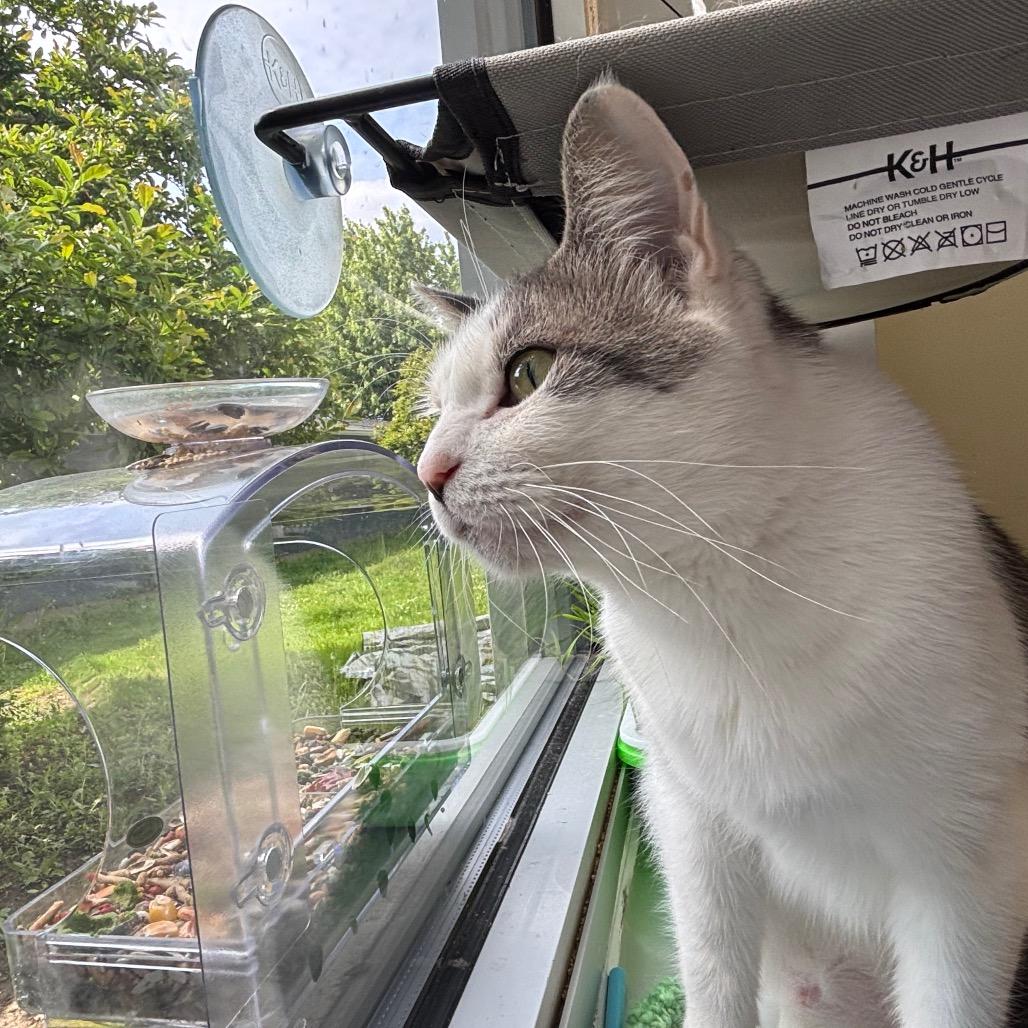 Enlarge Sniffles, a Adoptable Domestic Short Hair in Davenport, IA image 5/6