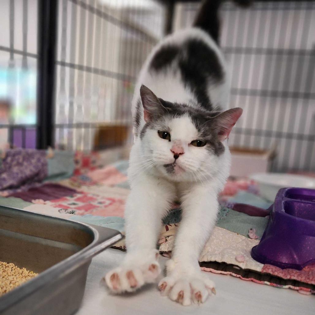 Enlarge Sniffles, a Adoptable Domestic Short Hair in Davenport, IA image 6/6
