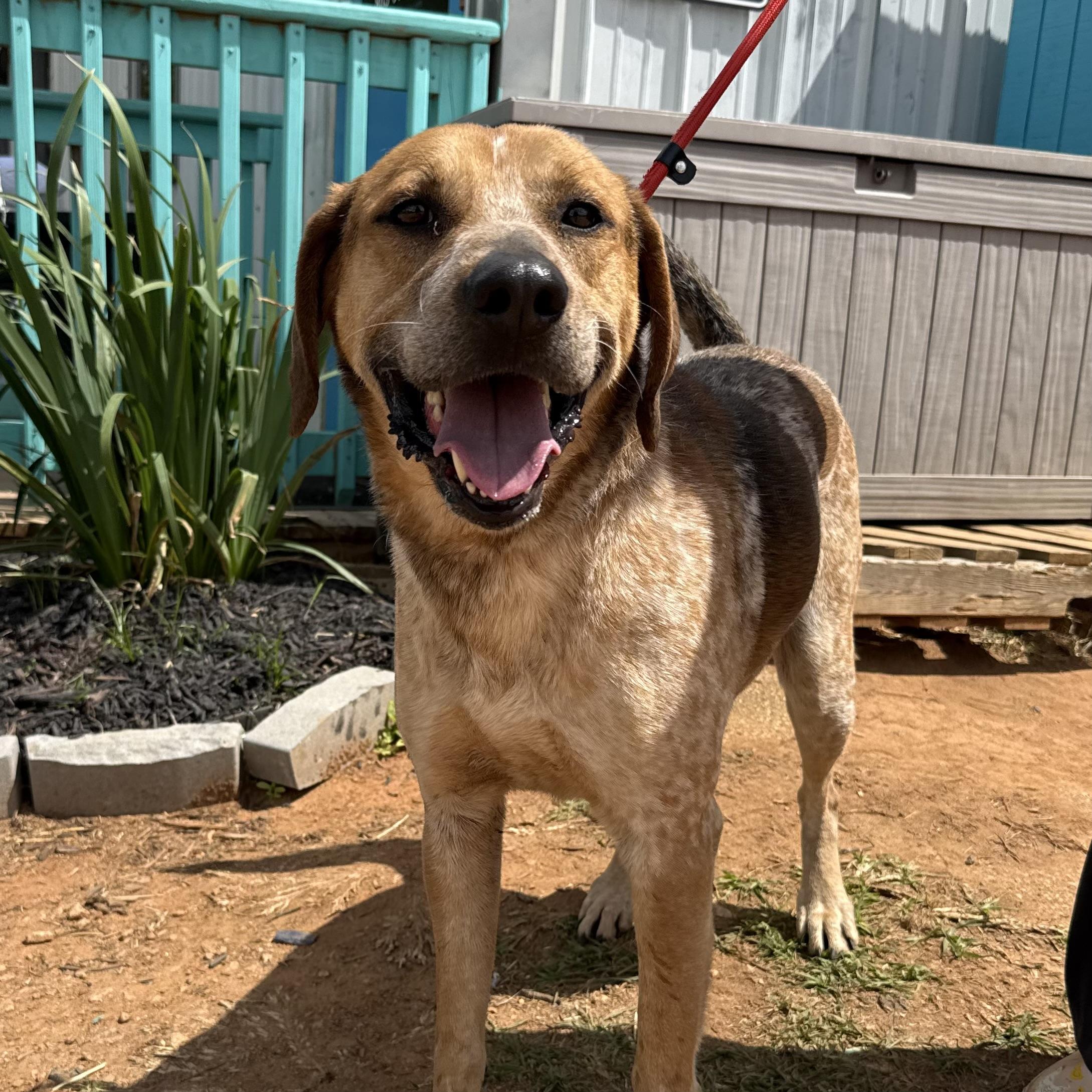 Enlarge Freddy, a Adoptable mixed breed in Jamaica Plain, MA image 5/6