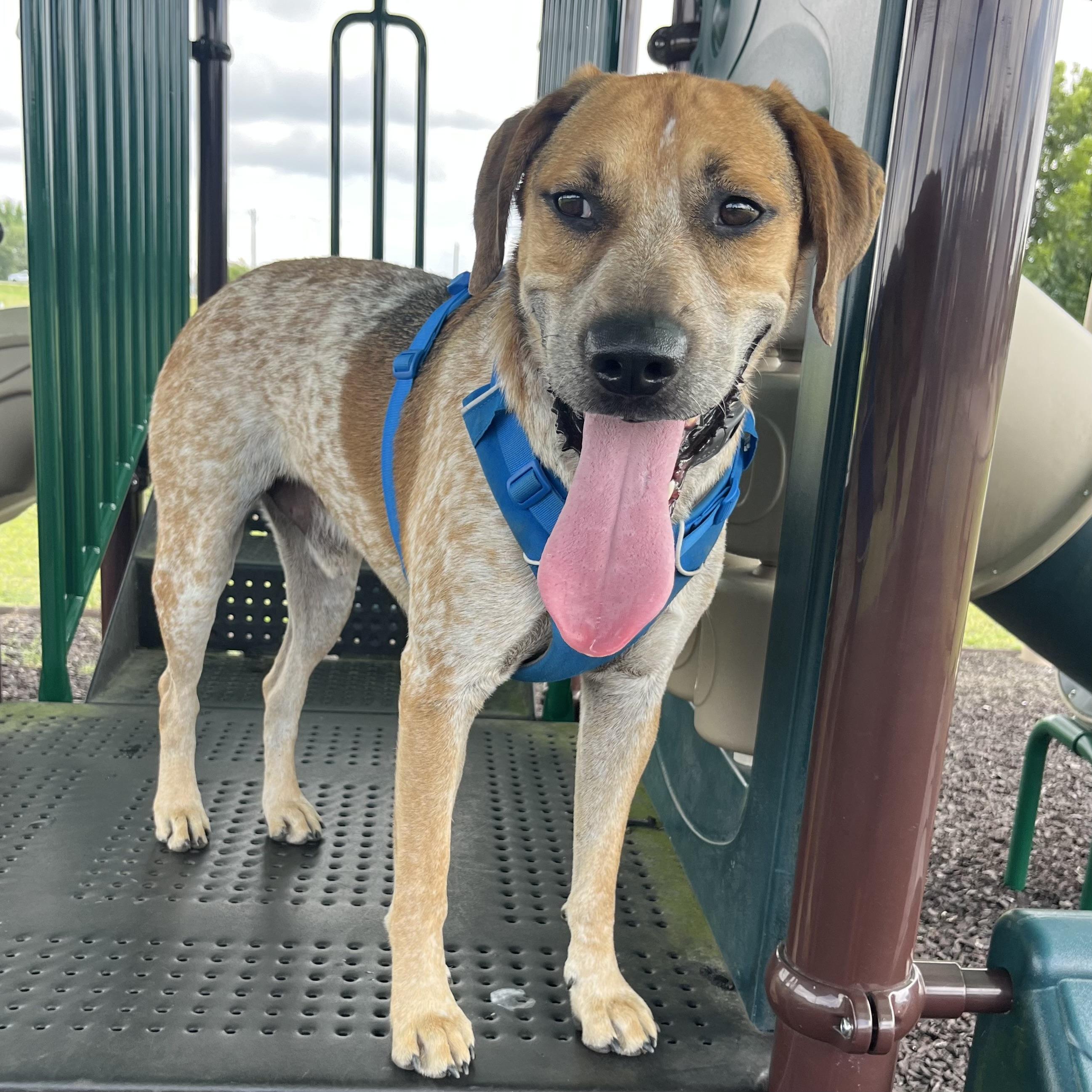 Enlarge Freddy, a Adoptable mixed breed in Jamaica Plain, MA image 4/6