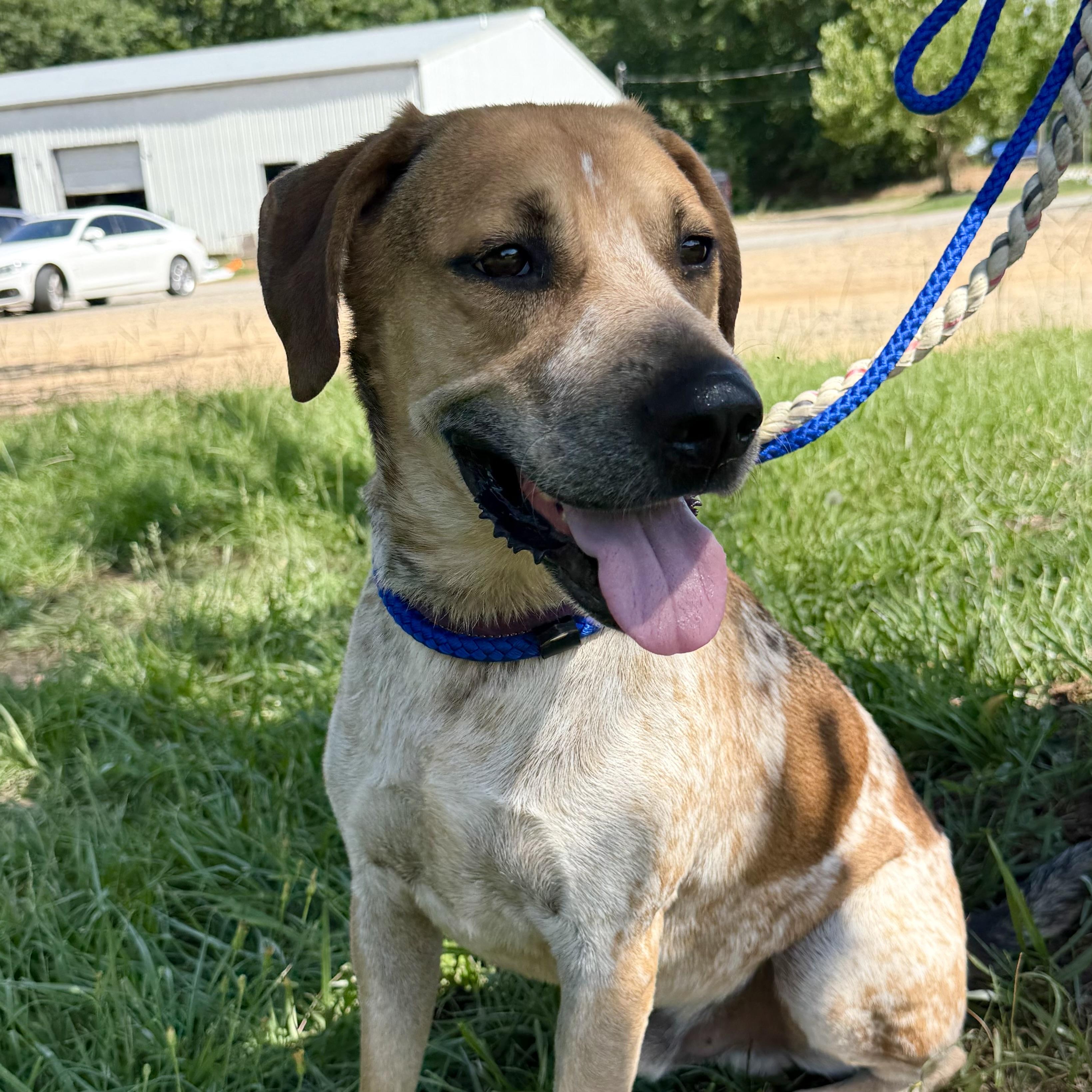 Enlarge Freddy, a Adoptable mixed breed in Jamaica Plain, MA image 3/6