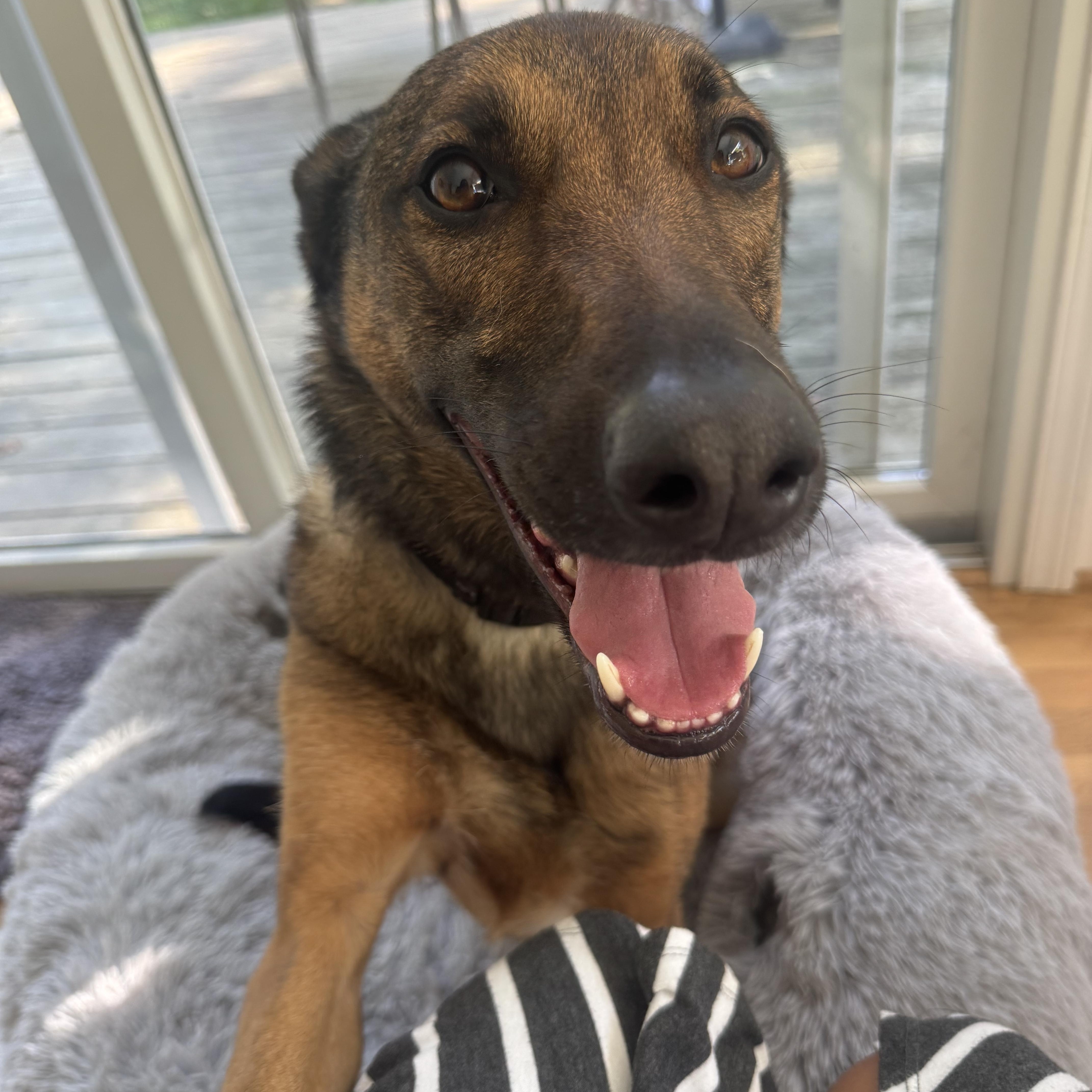 Enlarge Roxy, a Adoptable mixed breed in Penfield, NY image 6/6