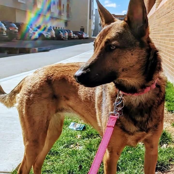 Roxy, Adoptable, Adult Female Belgian Shepherd / Malinois & German Shepherd Dog.
