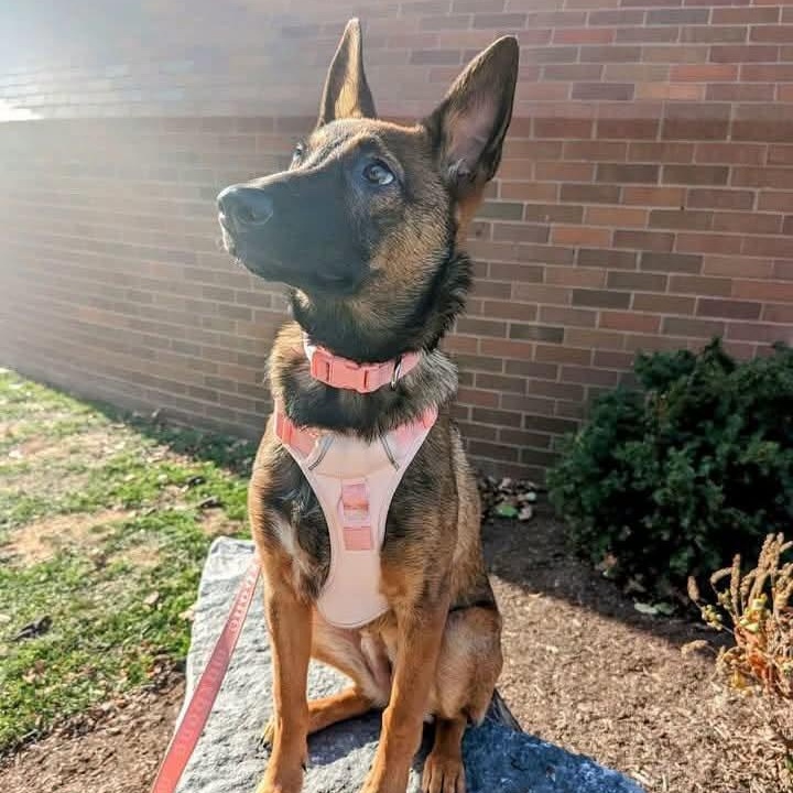 Enlarge Roxy, a Adoptable mixed breed in Penfield, NY image 5/6