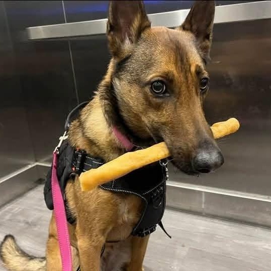 Enlarge Roxy, a Adoptable mixed breed in Penfield, NY image 4/6