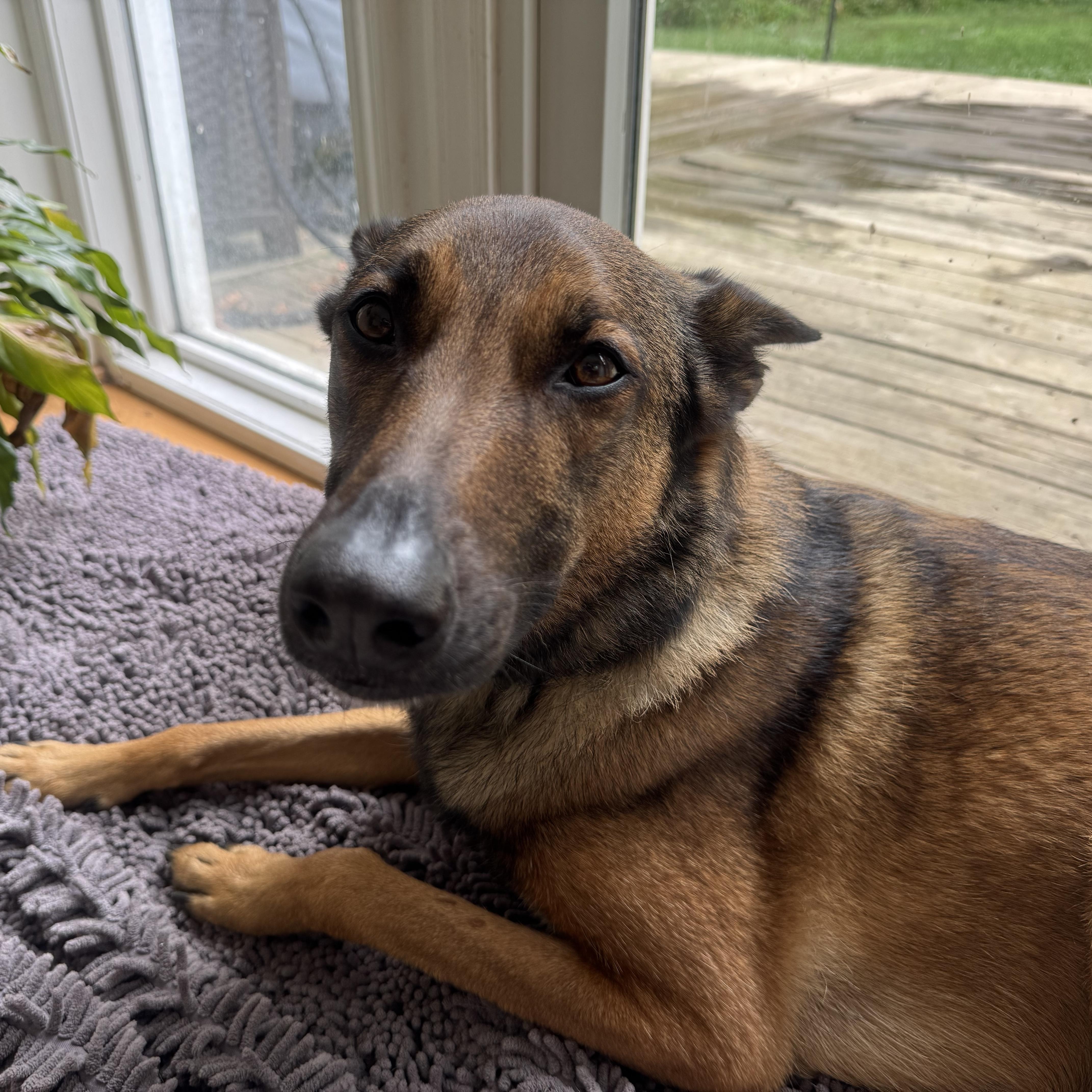 Enlarge Roxy, a Adoptable mixed breed in Penfield, NY image 2/6
