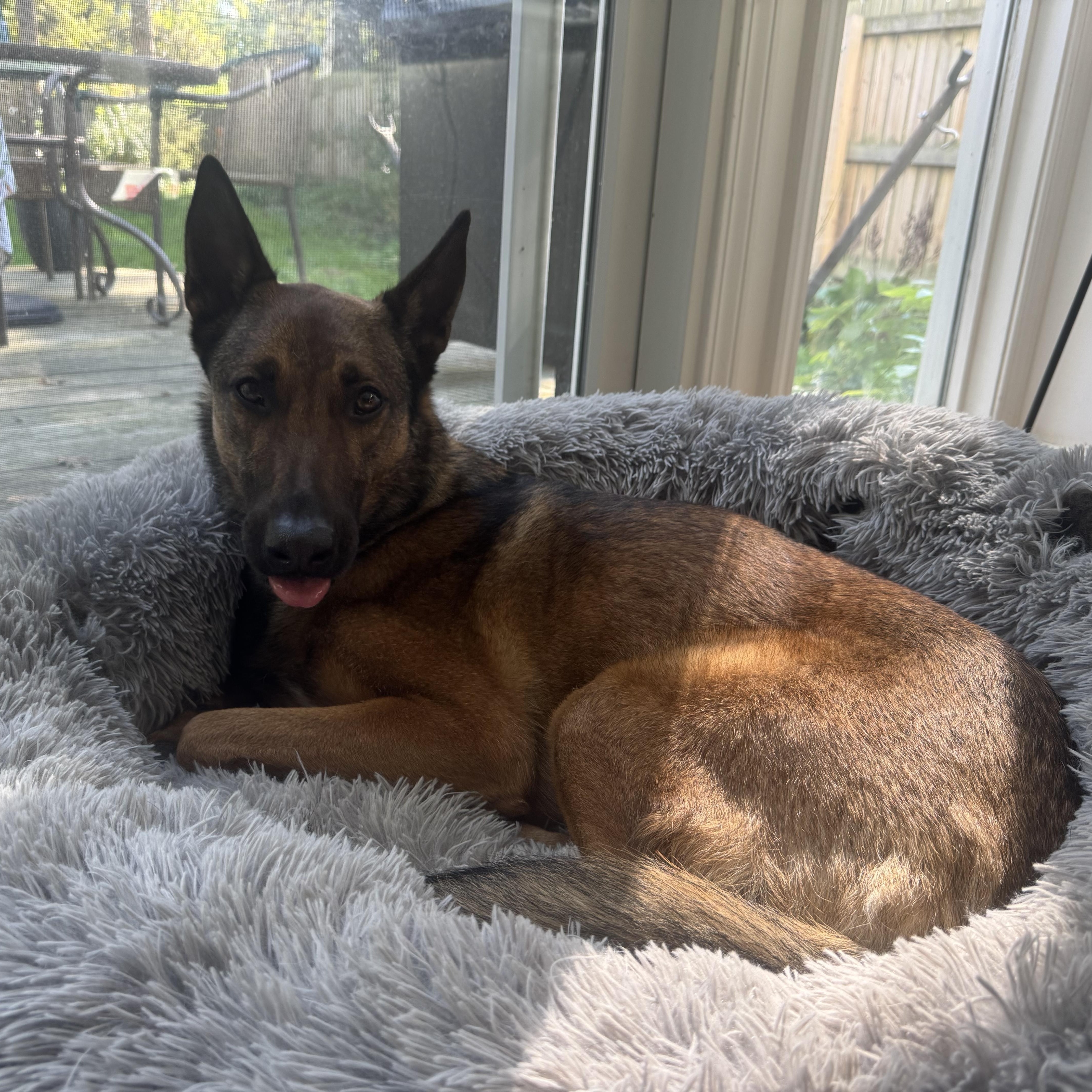 Enlarge Roxy, a Adoptable mixed breed in Penfield, NY image 3/6