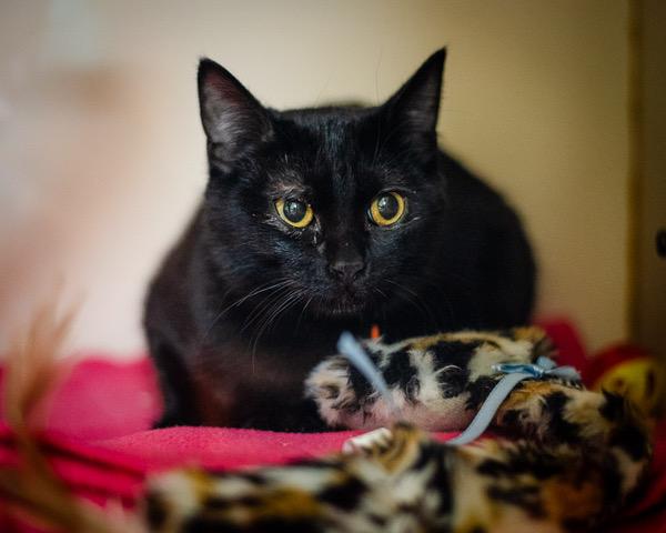 Enlarge BLACKBERRY, a Adoptable Domestic Short Hair in Dedham, MA image 1/1