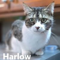 Harlow, ADOPTABLE, Adult Female Domestic Short Hair.
