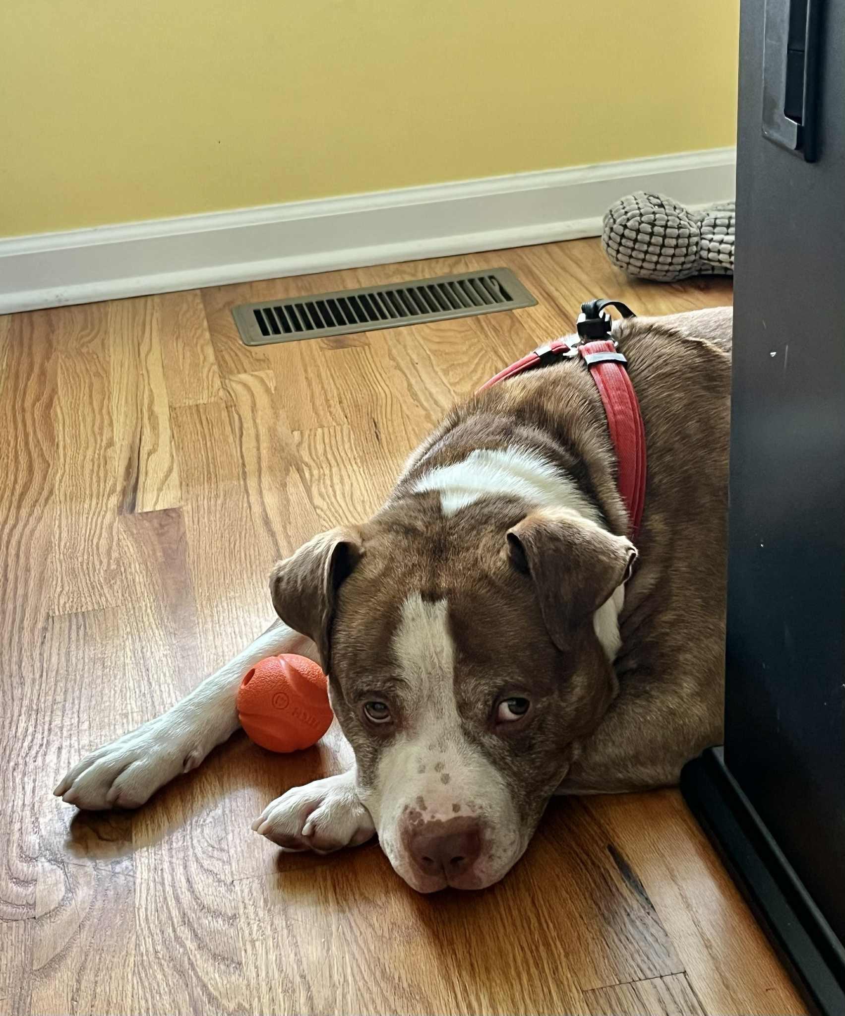 Enlarge Pluto, a Adoptable mixed breed in New Milford, CT image 1/5