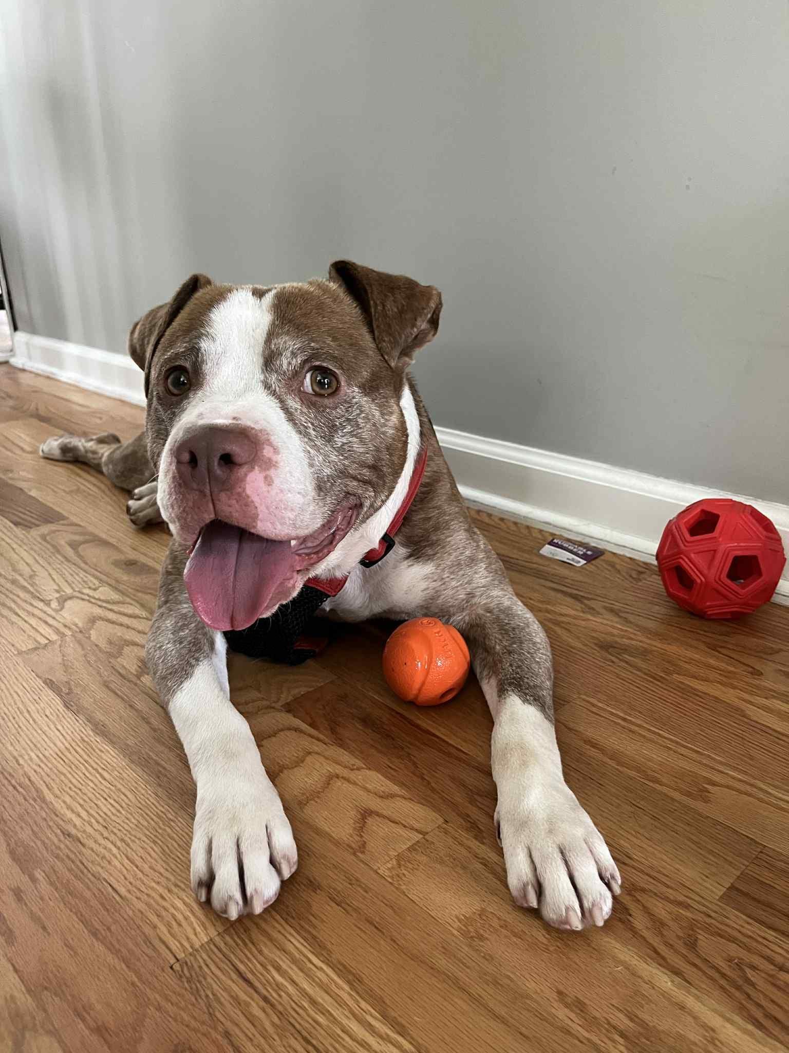 Enlarge Pluto, a Adoptable mixed breed in New Milford, CT image 2/5