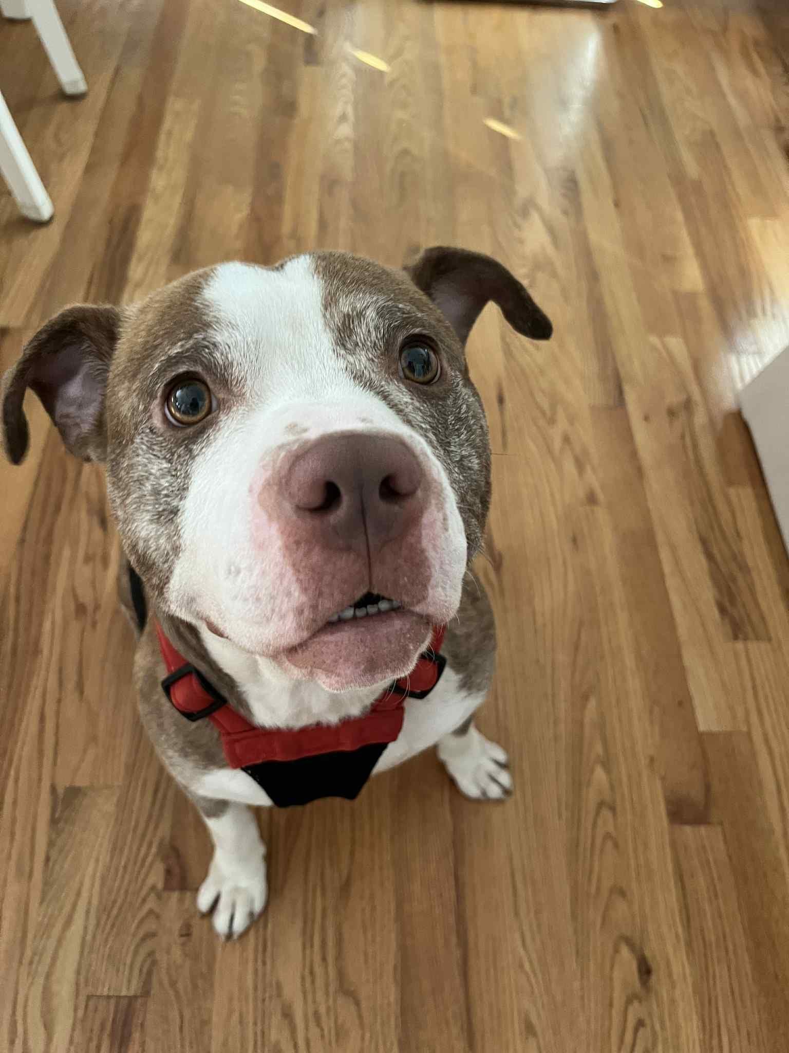 Enlarge Pluto, a Adoptable mixed breed in New Milford, CT image 4/5