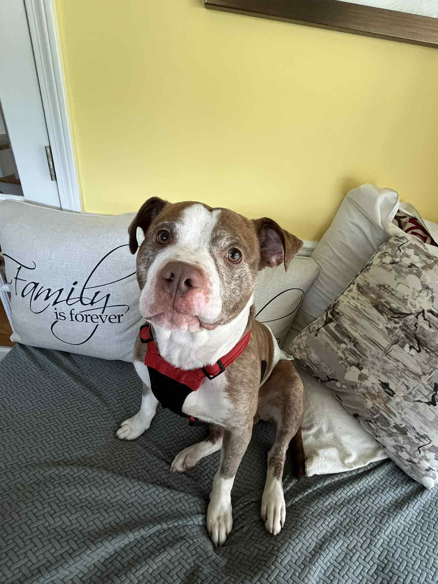 Enlarge Pluto, a Adoptable mixed breed in New Milford, CT image 5/5