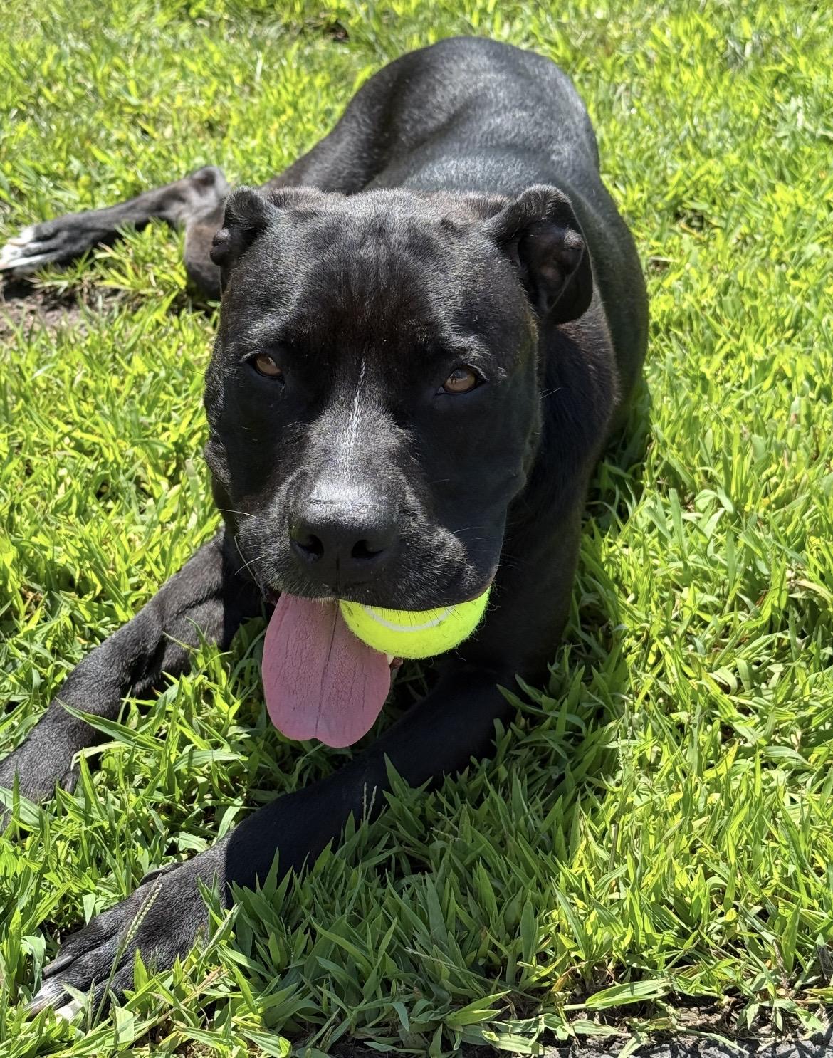 Sheba, a ADOPTABLE mixed breed in New Britain, CT image 1/4