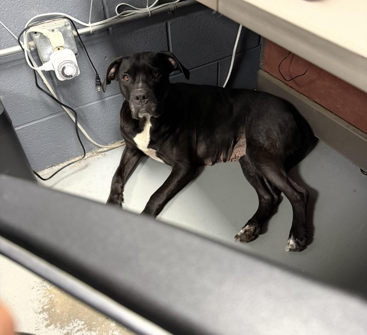 Sheba, a ADOPTABLE mixed breed in New Britain, CT image 2/4