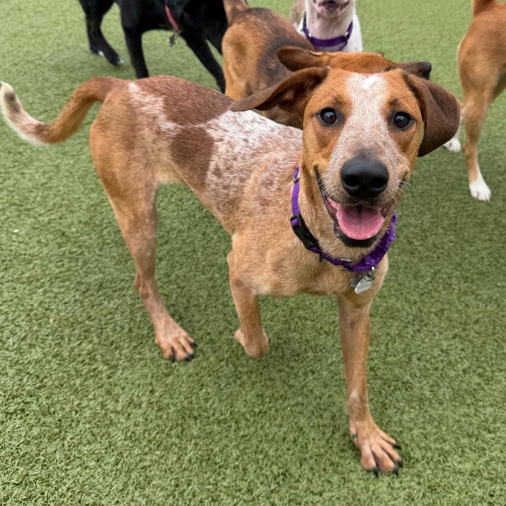 Enlarge Paloma, a Adoptable English Coonhound in Falls Church, VA image 4/6