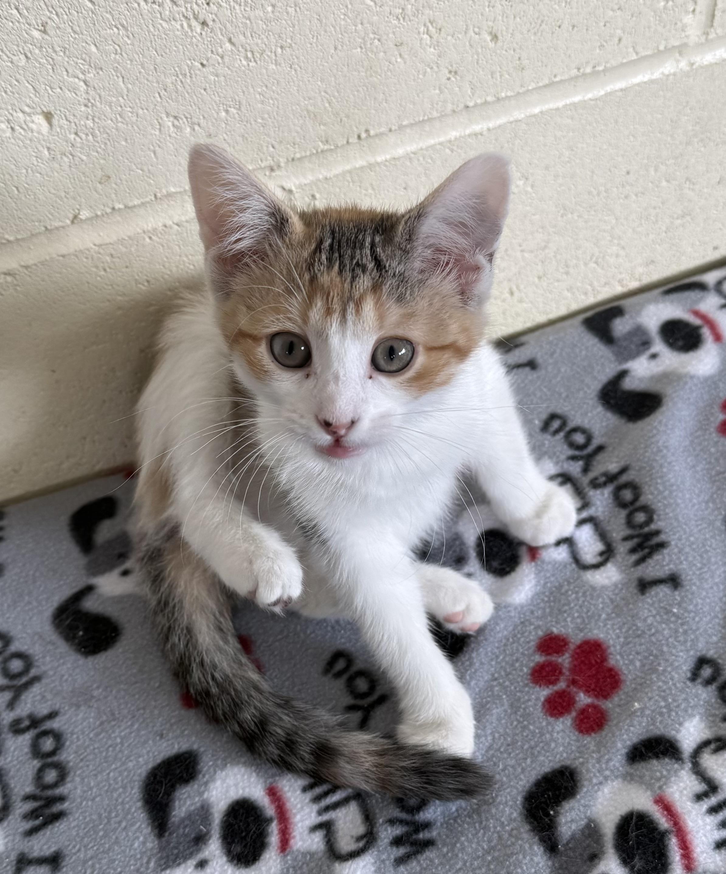 Enlarge Hearts, a ADOPTABLE Domestic Short Hair in Mauston, WI image 1/1