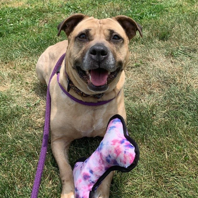 Myrtle, a Adoptable Mixed Breed in Youngstown, OH image 1/12