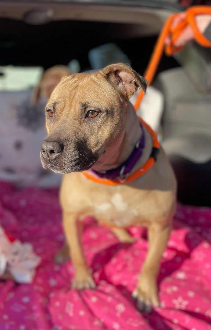 Enlarge Myrtle, a Adoptable Mixed Breed in Youngstown, OH image 8/12