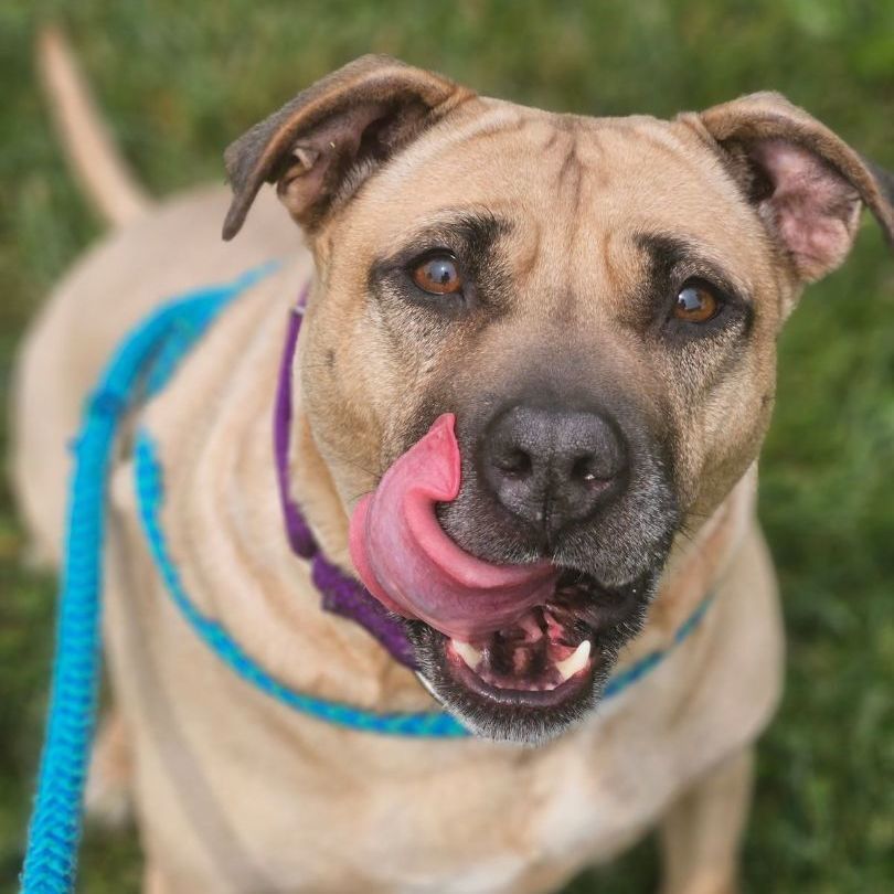 Enlarge Myrtle, a Adoptable Mixed Breed in Youngstown, OH image 9/12