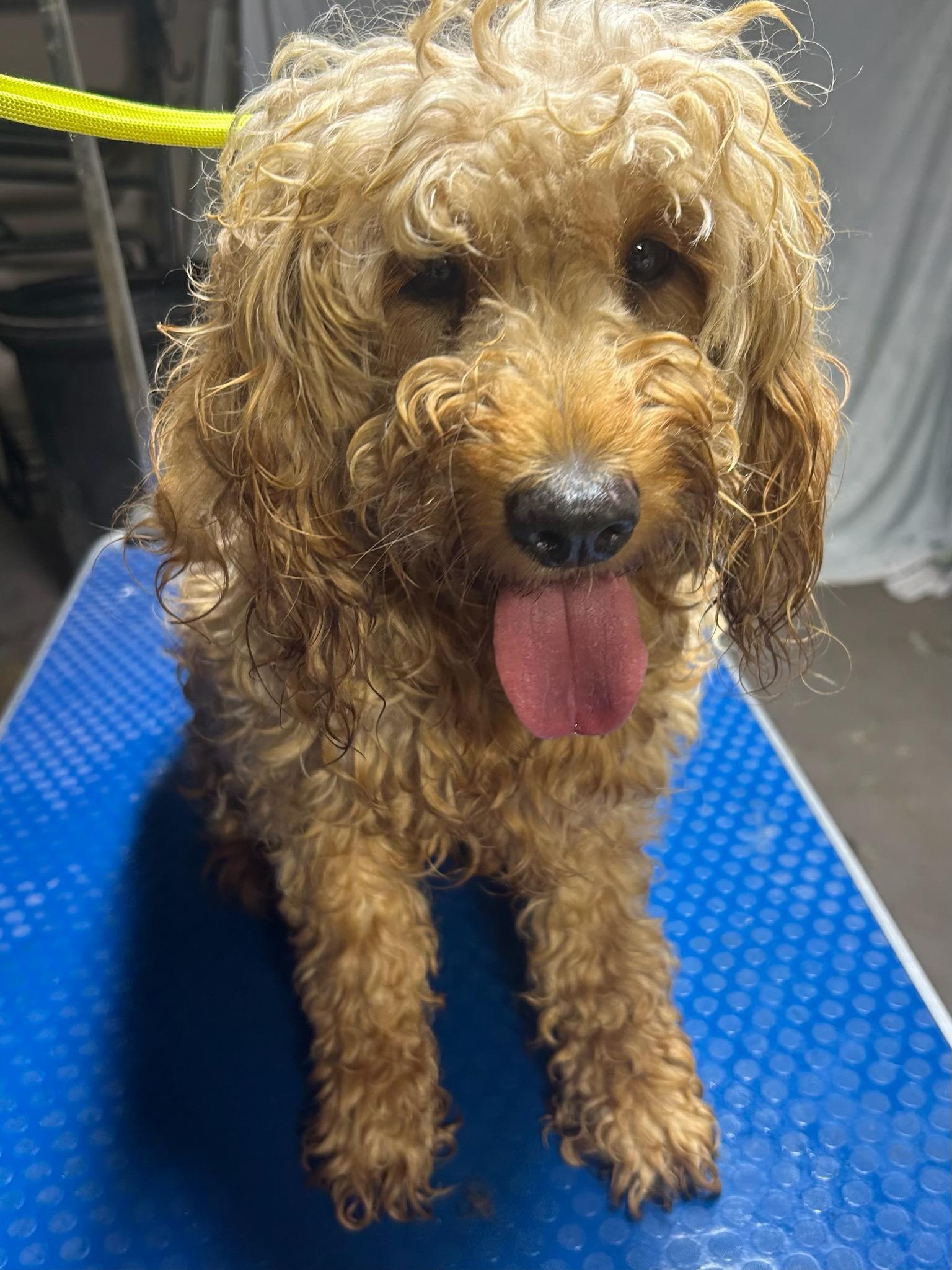 EMBER (Mini), adopted, Adult Female Goldendoodle.