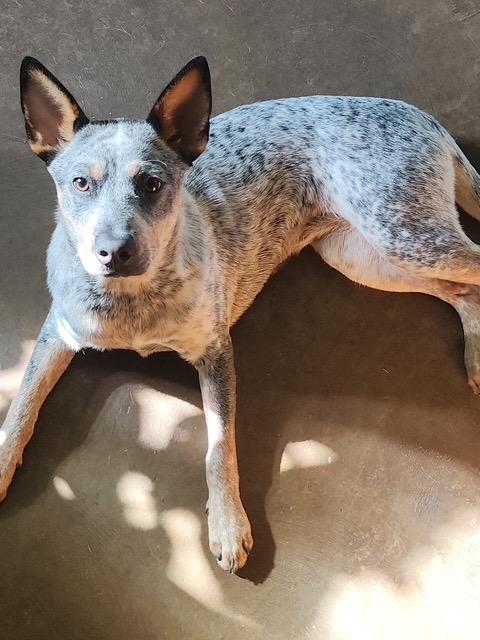 Enlarge Nevaeh, a Adoptable Australian Cattle Dog / Blue Heeler in Walker, LA image 1/1