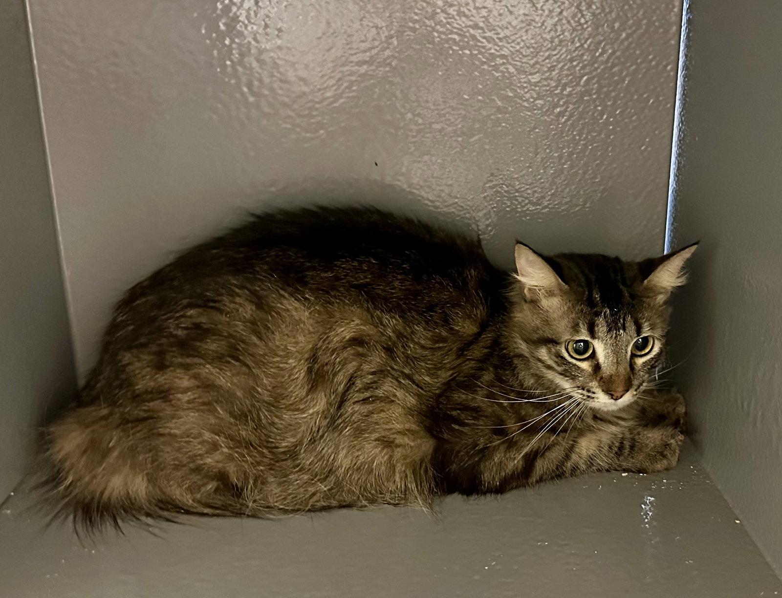 Granite, Adopted, Adult Male Maine Coon & Domestic Long Hair.