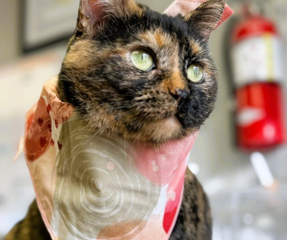 Enlarge Jules, a Adoptable mixed breed in Algona, IA image 1/6