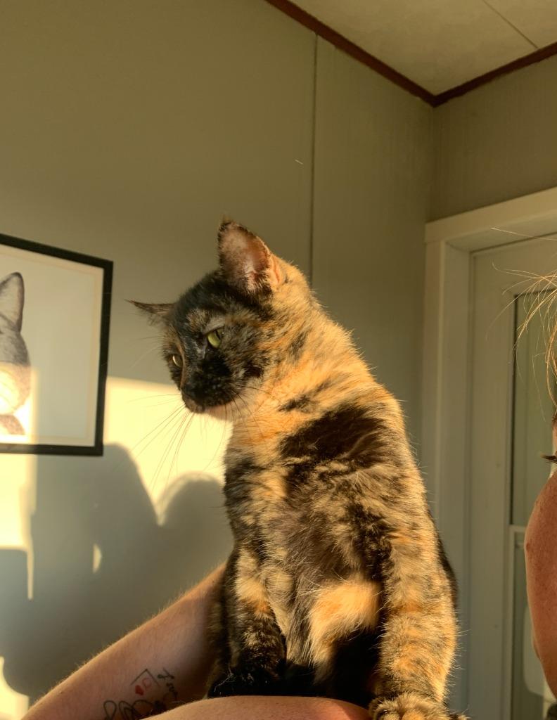 Enlarge Jules, a Adoptable mixed breed in Algona, IA image 2/6