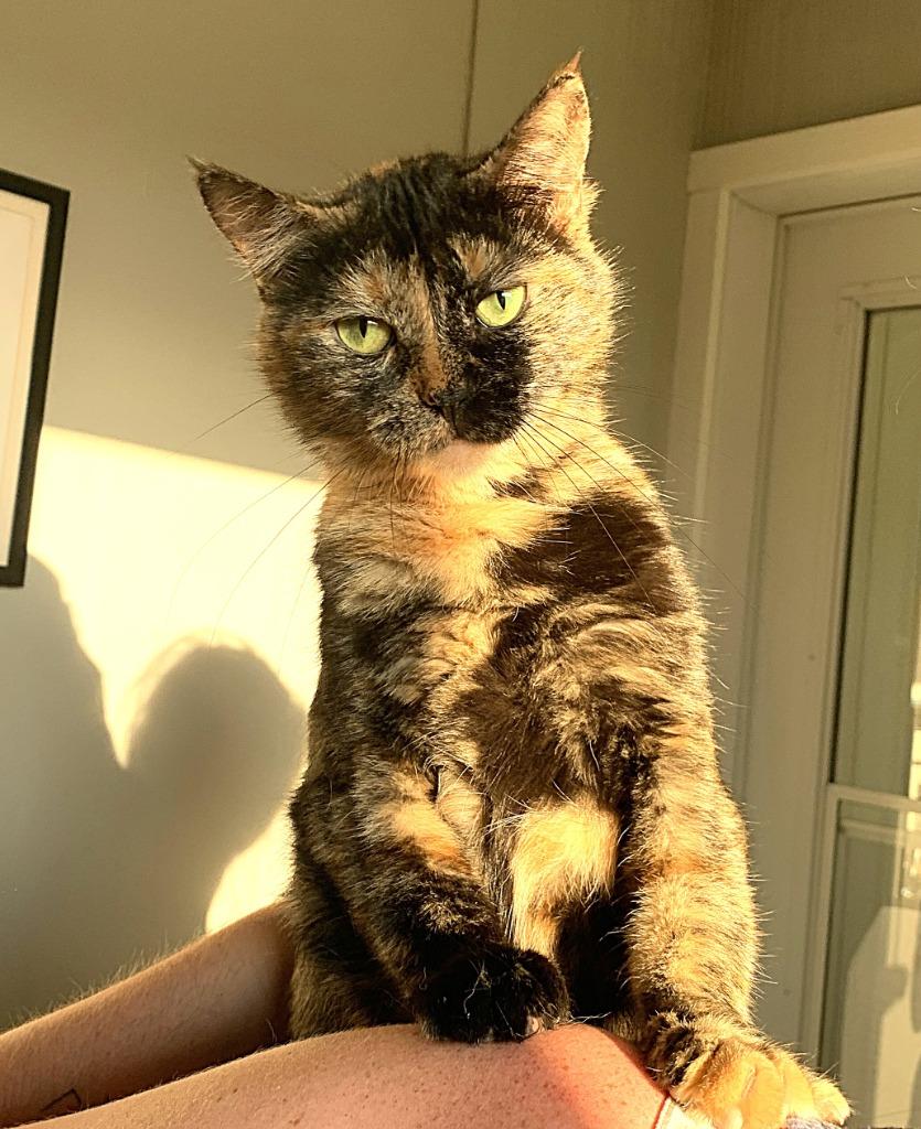 Enlarge Jules, a Adoptable mixed breed in Algona, IA image 3/6