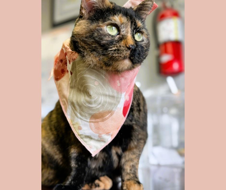 Enlarge Jules, a Adoptable mixed breed in Algona, IA image 5/6