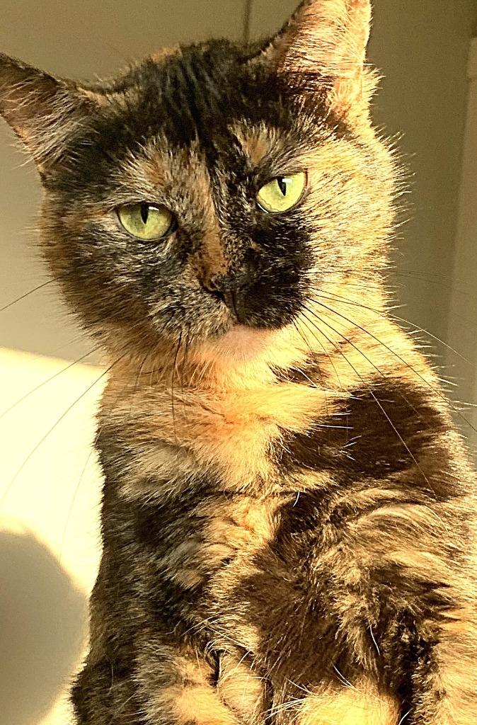 Enlarge Jules, a Adoptable mixed breed in Algona, IA image 6/6