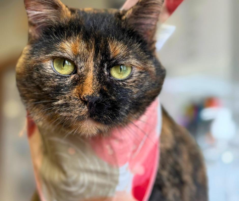 Enlarge Jules, a Adoptable mixed breed in Algona, IA image 6/6