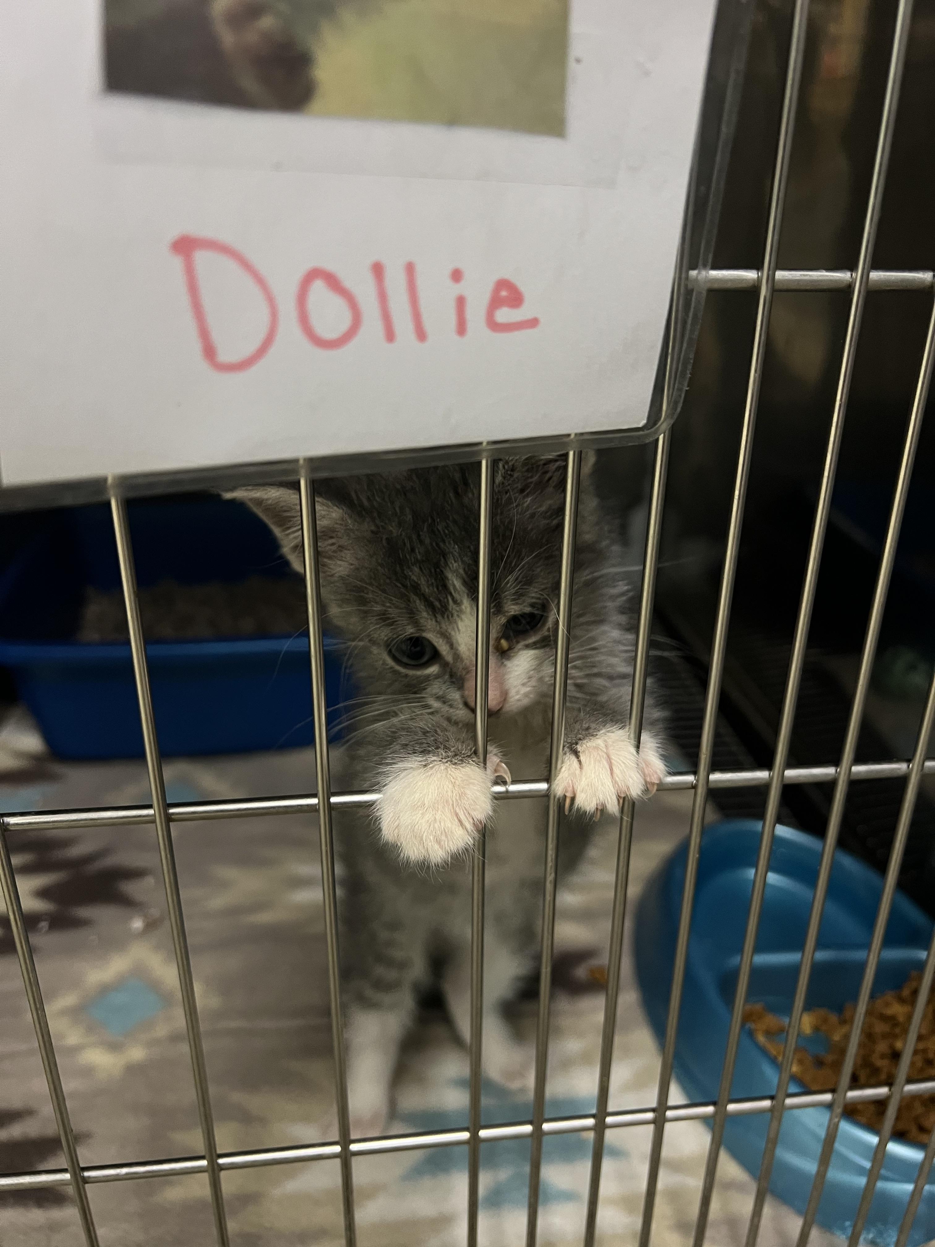 Dollie, a ADOPTABLE Domestic Short Hair in sparta, NC image 4/5