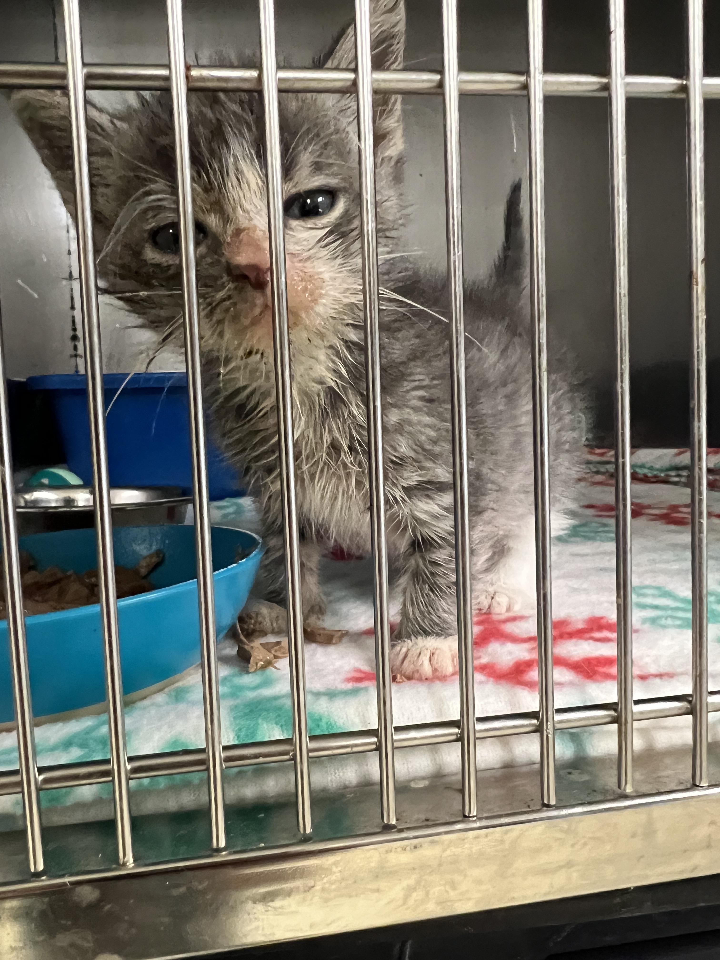 Dollie, a ADOPTABLE Domestic Short Hair in sparta, NC image 2/5