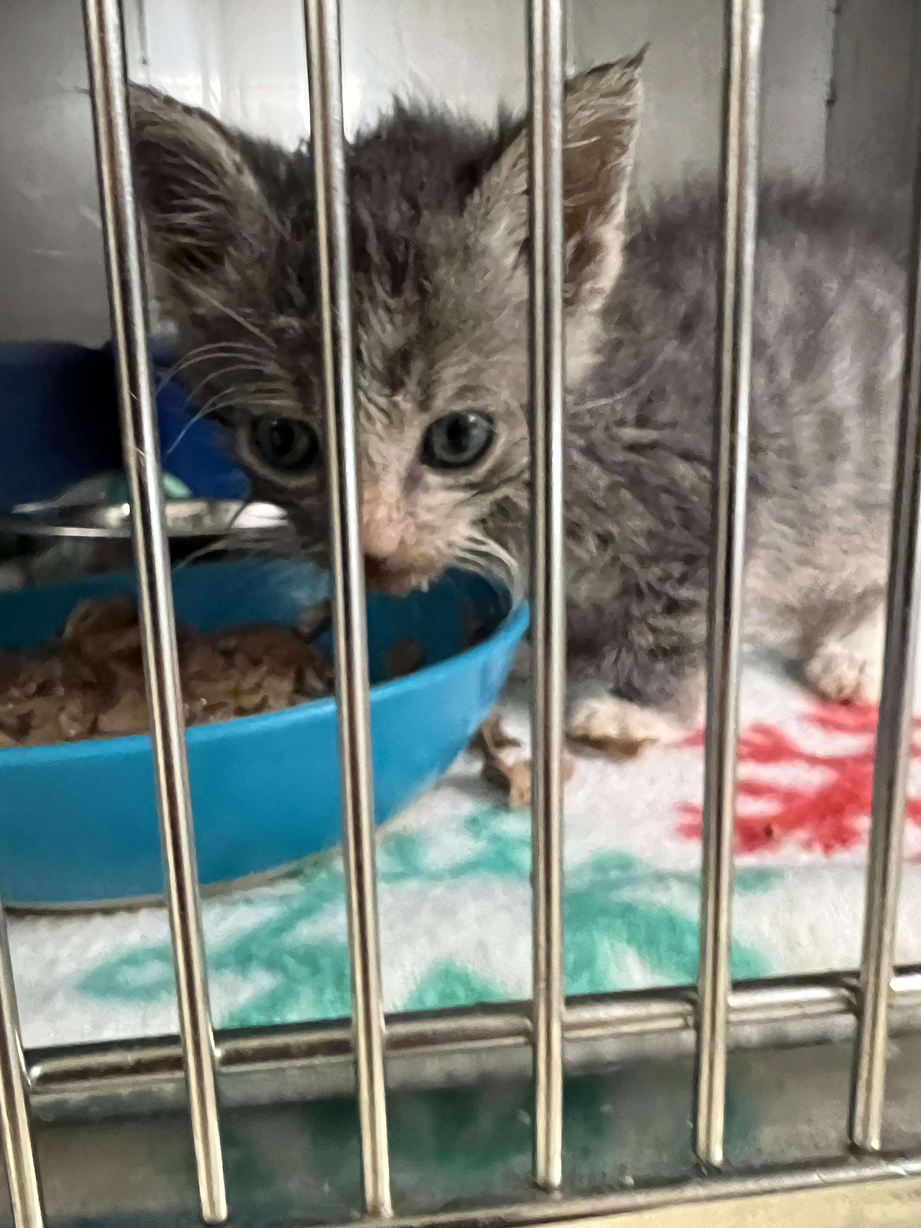 Dollie, a ADOPTABLE Domestic Short Hair in sparta, NC image 3/5