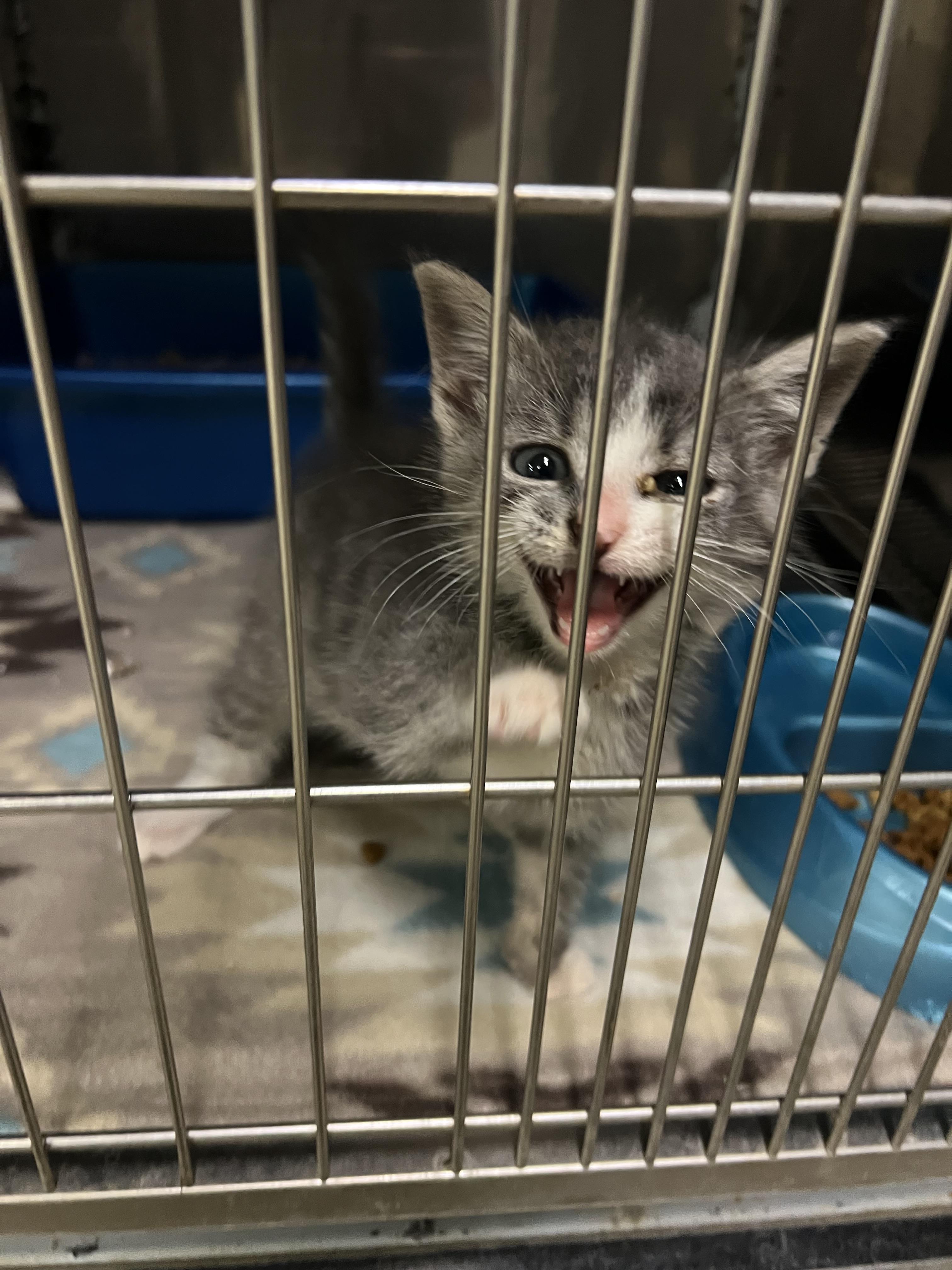 Dollie, a ADOPTABLE Domestic Short Hair in sparta, NC image 5/5