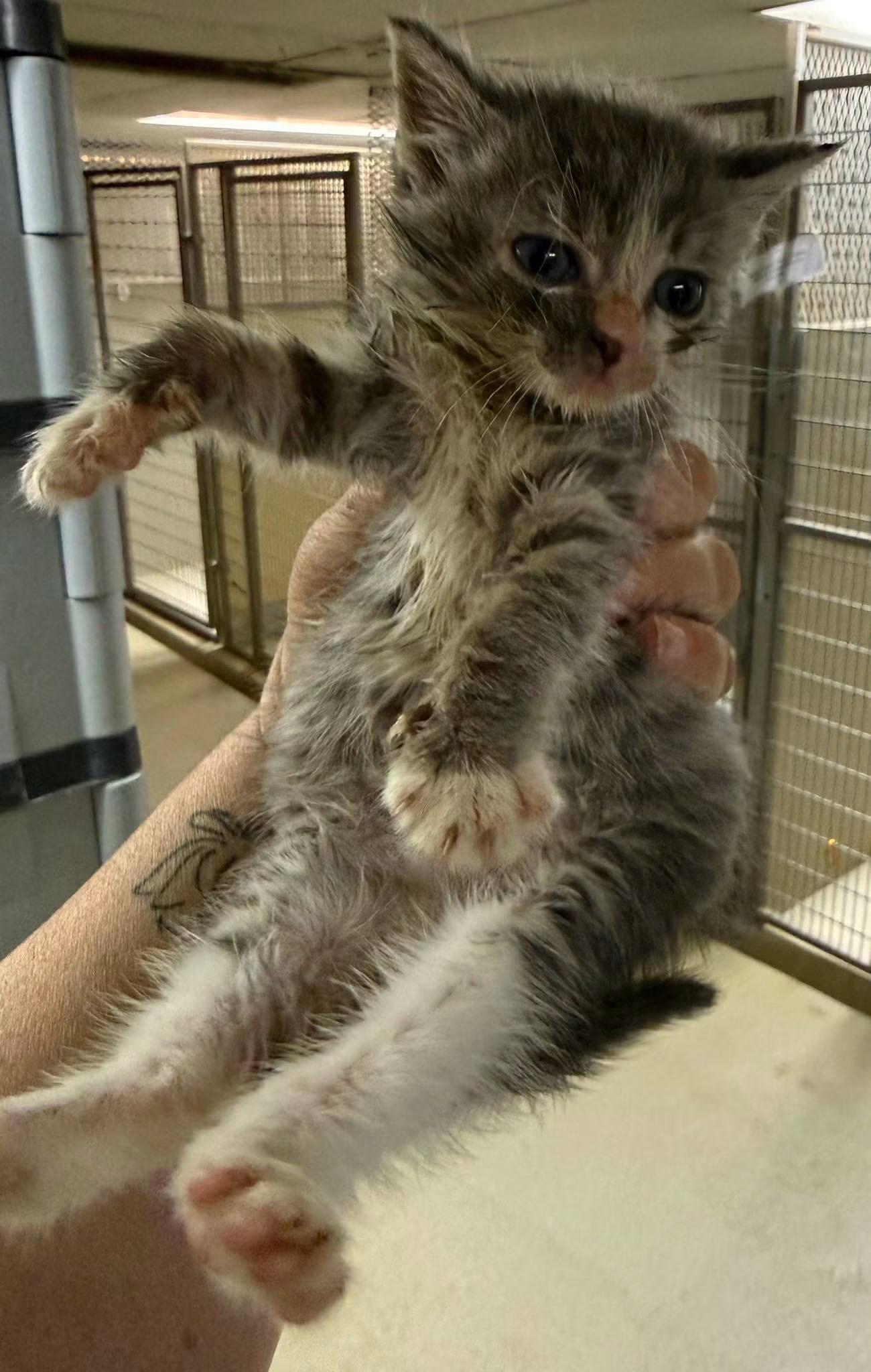 Dollie, ADOPTABLE, Kitten Female Domestic Short Hair.