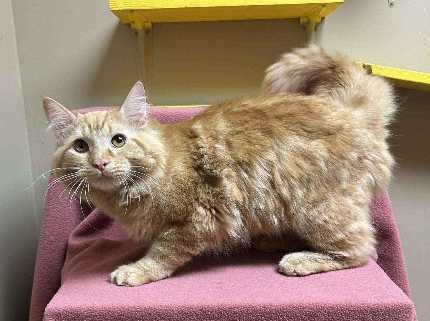 Enlarge Nolan, an adopted mixed breed in Maryville, MO image 4/4